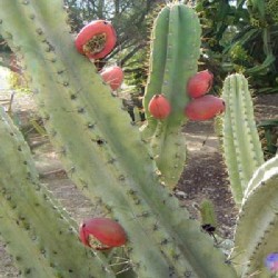 Cereus repandus